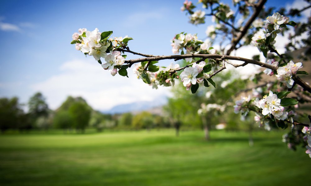 GOLF DE SION AU PRINTEMPS (PHOTO-GENIC.CH/ OLIVIER MAIRE)