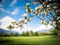 GOLF DE SION AU PRINTEMPS (PHOTO-GENIC.CH/ OLIVIER MAIRE)