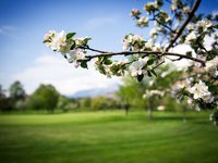 GOLF DE SION AU PRINTEMPS (PHOTO-GENIC.CH/ OLIVIER MAIRE)