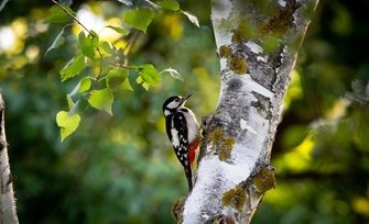 Visite ornithologique